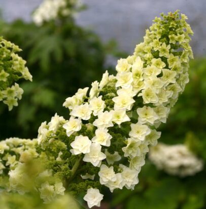 Ozollapu hortenzija 'Gatsby Star'